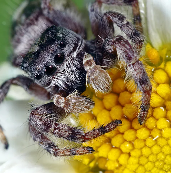Une araignée, animal totem symbole de créativité