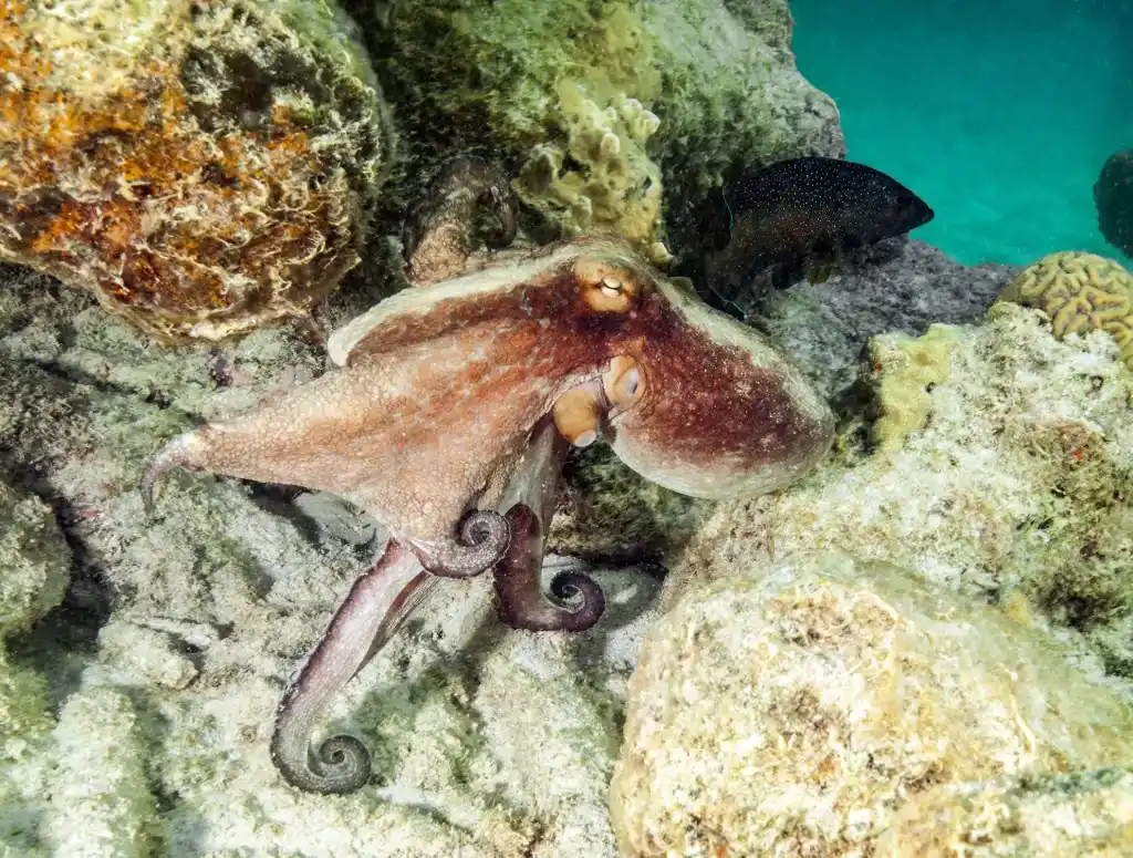 Un poulpe, animal totem symbole d'adaptabilité